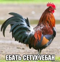  ебать сетух уебан