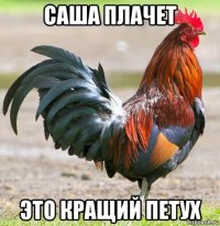 саша плачет это кращий петух