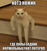 котэ ножик где лапы задние нормальные?кот:потерял