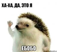  ебобо