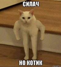 силач но котик