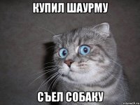 купил шаурму съел собаку