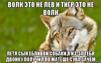 волк это не лев и тигр это не волк петя сын ебливой собаки,я из-за тебя двойку получил по матеше сука зачем