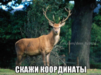  скажи координаты