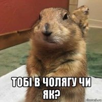  тобі в чолягу чи як?