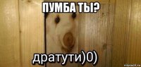 пумба ты? 