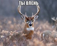 ты олень 