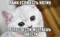 лайк если есть котик репост если мечтаешь завести