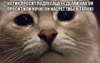 котик просит подпесаца ( сделай как он просит или нучю он насрёт тибе в тапки) 