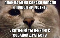 плак на меня собаки нопали я пошол им мстить /котофей ты офигел с собакой драться а