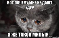 вот почему мне не дают еду? я же такой милый...