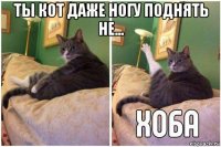 ты кот даже ногу поднять не... 