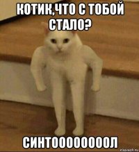 котик,что с тобой стало? синтоооооооол