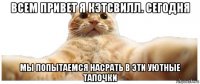 всем привет я кэтсвилл. сегодня мы попытаемся насрать в эти уютные тапочки