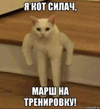 я кот силач, марш на тренировку!