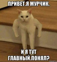 привет.я мурчик. и я тут главный.понял?