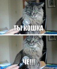 ты кошка чё!!!