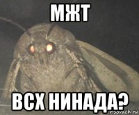 мжт всх нинада?