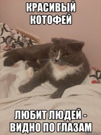 красивый котофей любит людей - видно по глазам