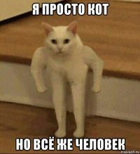 я просто кот но всё же человек