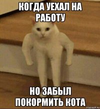 когда уехал на работу но забыл покормить кота