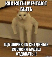 как коты мечтают быть ща шарик за съединые сосиски будеш отдавать !!