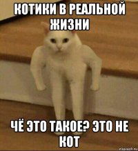 котики в реальной жизни чё это такое? это не кот