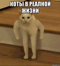 коты в реалной жизни 