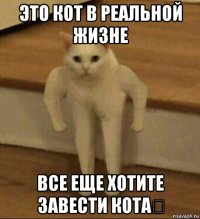 это кот в реальной жизне все еще хотите завести кота？