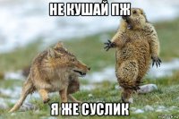 не кушай пж я же суслик