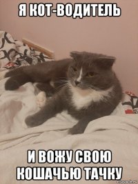 я кот-водитель и вожу свою кошачью тачку