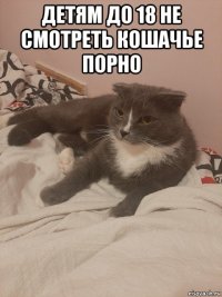 детям до 18 не смотреть кошачье порно 