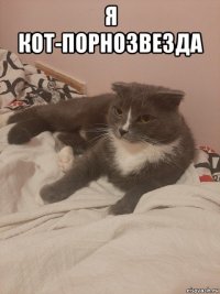 я кот-порнозвезда 