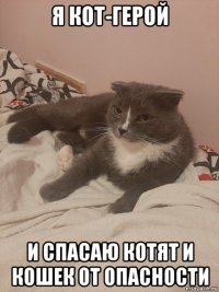 я кот-герой и спасаю котят и кошек от опасности