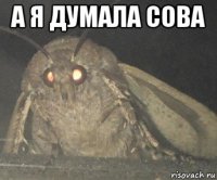 а я думала сова 