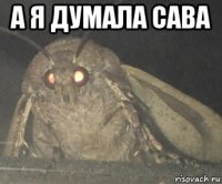 а я думала сава 