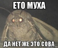 ето муха да нет же это сова