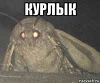 курлык 