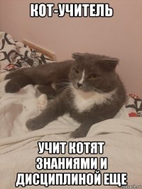 кот-учитель учит котят знаниями и дисциплиной еще