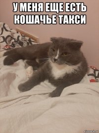 у меня еще есть кошачье такси 