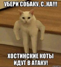 убери собаку, с..ка!!! хостинские коты идут в атаку!