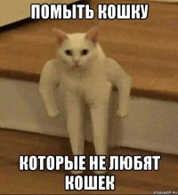 помыть кошку которые не любят кошек