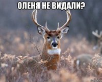 оленя не видали? 