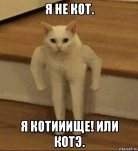 я не кот. я котииище! или котэ.