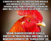 a rooster is a male gallinaceous bird which is also known as a cockerel or cock, with cockerel being younger and rooster being an adult male chicken (gallus gallus domesticus). sperm transfer occurs by cloacal contact between the male and female, in a maneuver known as the “cloacal kiss”.[3]