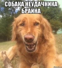 собака неудачника брайна 