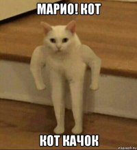 марио! кот кот качок