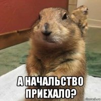  а начальство приехало?