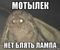 мотылек нет блять лампа