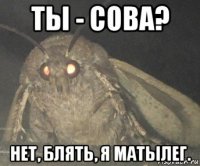 ты - сова? нет, блять, я матылег.